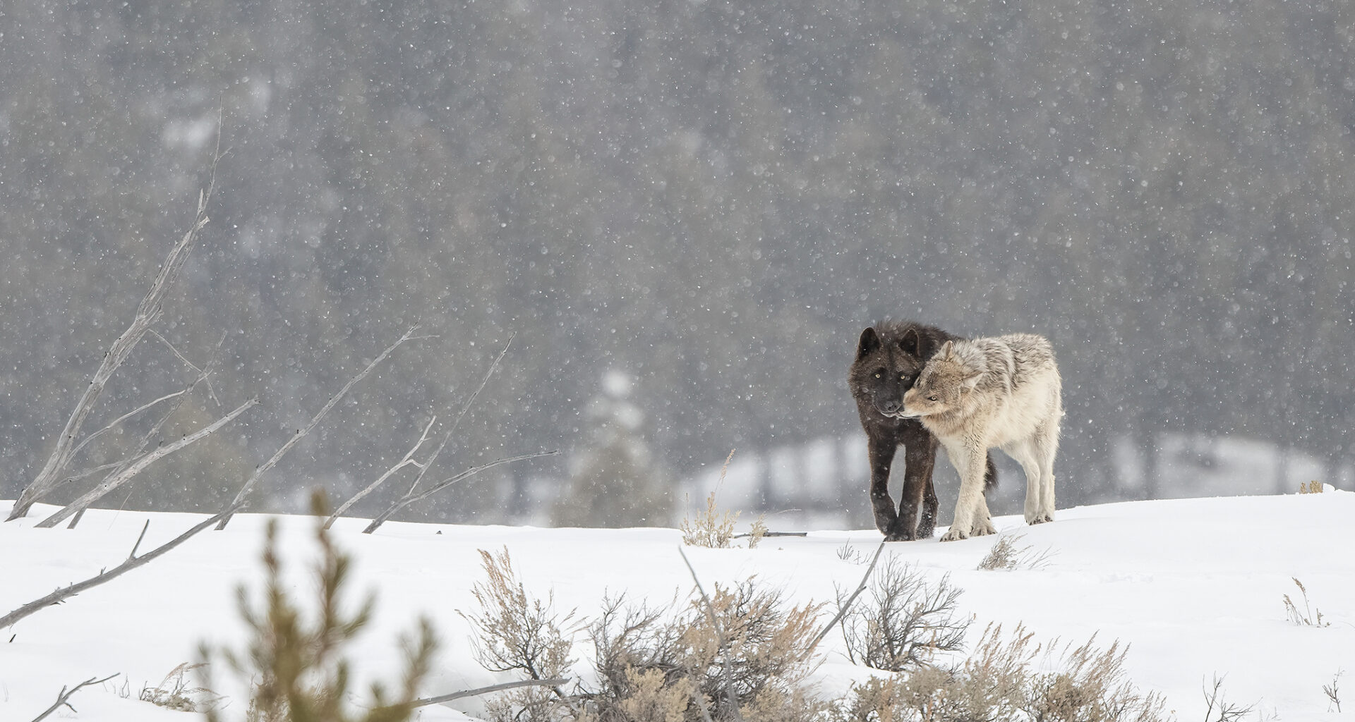 Yellowstone National Park wolf pups face ‘particularly lethal’ virus