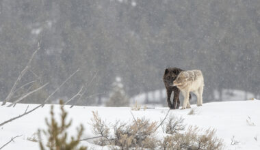 Yellowstone National Park wolf pups face ‘particularly lethal’ virus
