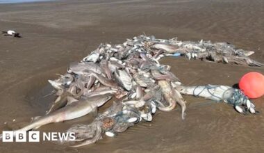 Hundreds of dead sharks found washed up on beaches - BBC