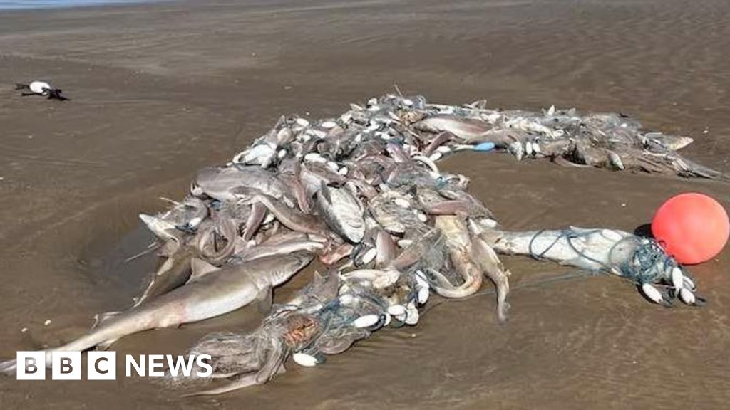Hundreds of dead sharks found washed up on beaches - BBC