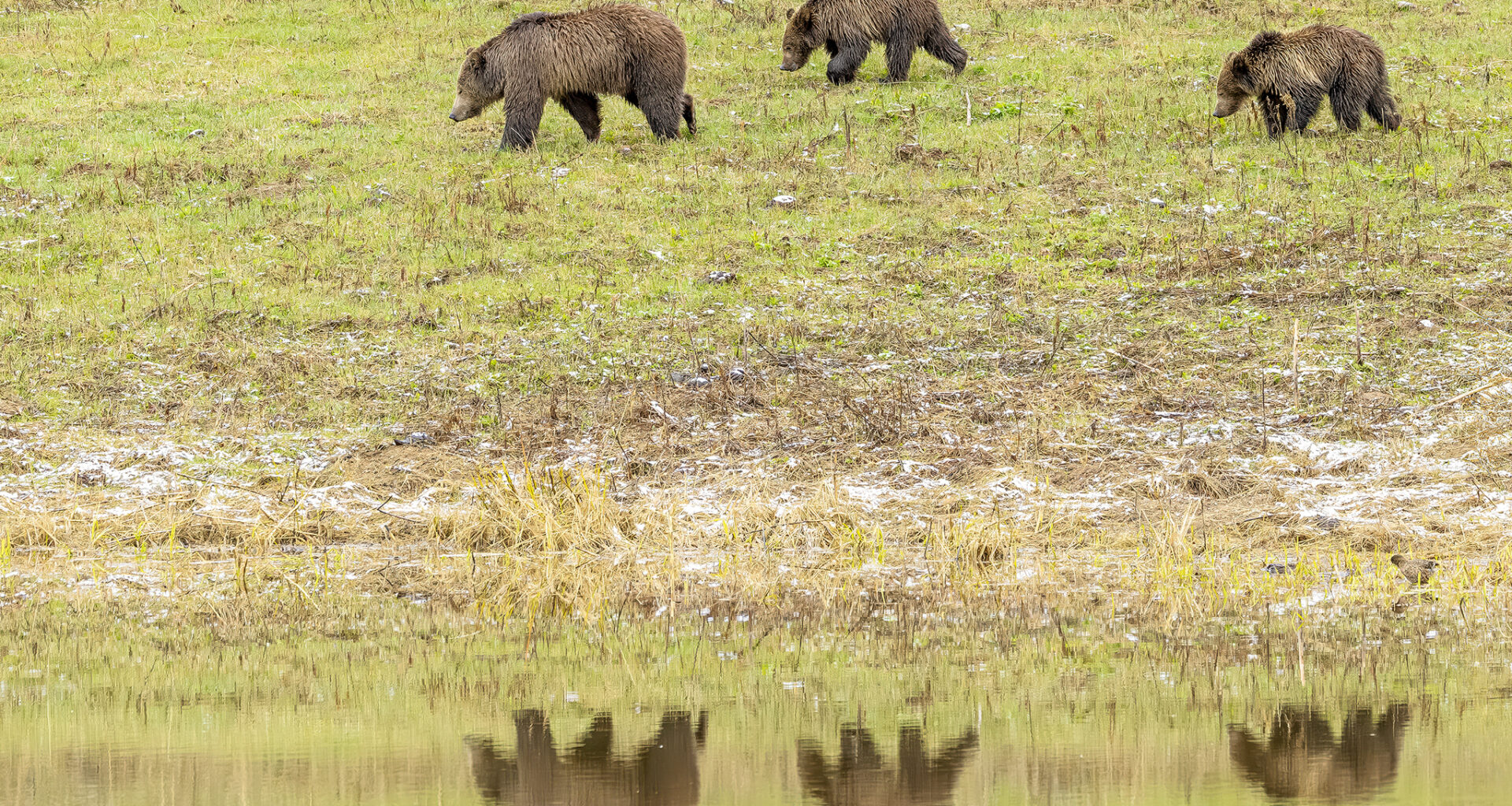 Drone buzzes bear with cubs in Yellowstone National Park  