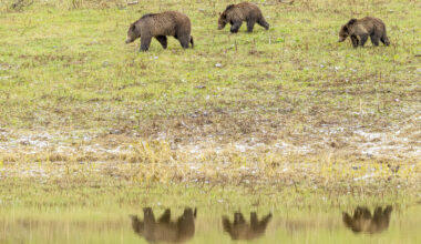 Drone buzzes bear with cubs in Yellowstone National Park  