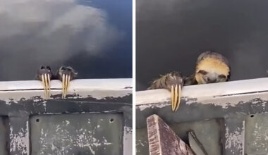 Tour Guide Sees Splashing In The Water — Then Long Claws Hook Onto His Boat