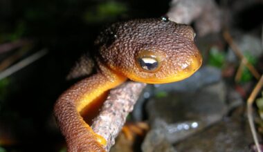 Feds agree to decide on endangered species protections for Crater Lake newt by October
