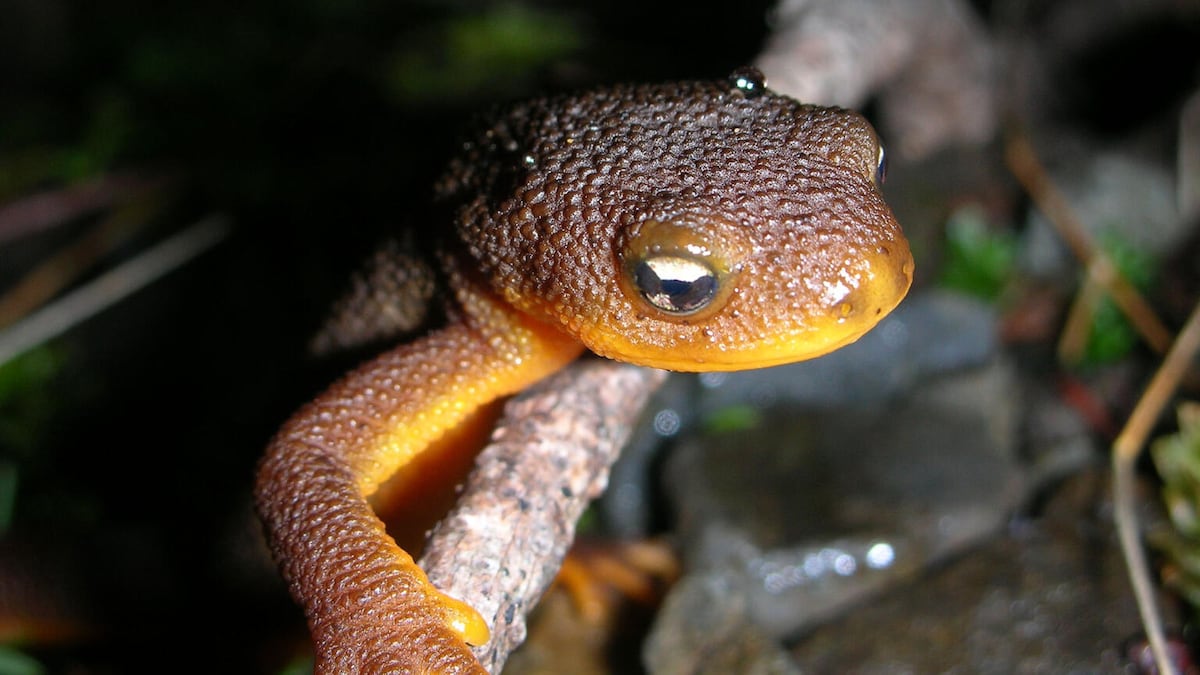 Feds agree to decide on endangered species protections for Crater Lake newt by October