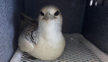 Catch of day during Kauaʻi Mother’s Day fishing outing is seabird in distress saved by teen sailor : Big Island Now
