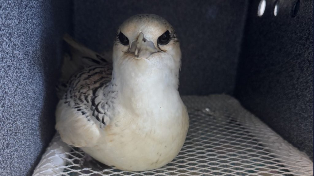 Catch of day during Kauaʻi Mother’s Day fishing outing is seabird in distress saved by teen sailor : Big Island Now
