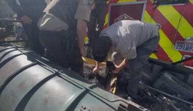 Bear tranquilized, relocated from Park City neighborhood