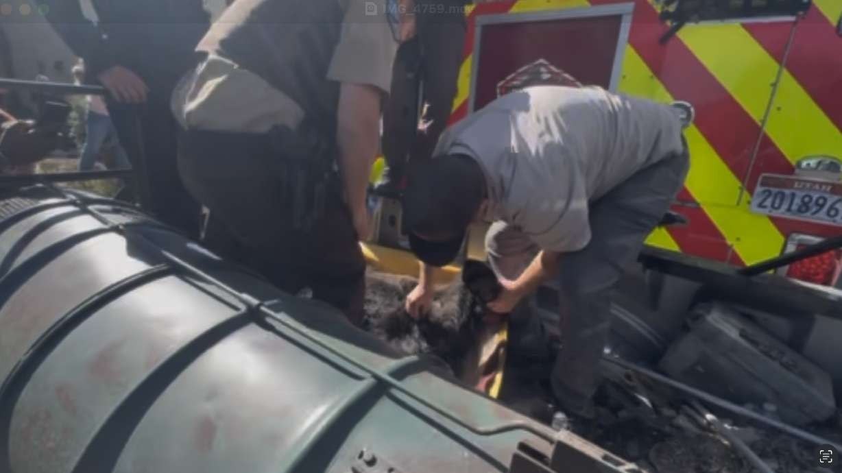 Bear tranquilized, relocated from Park City neighborhood