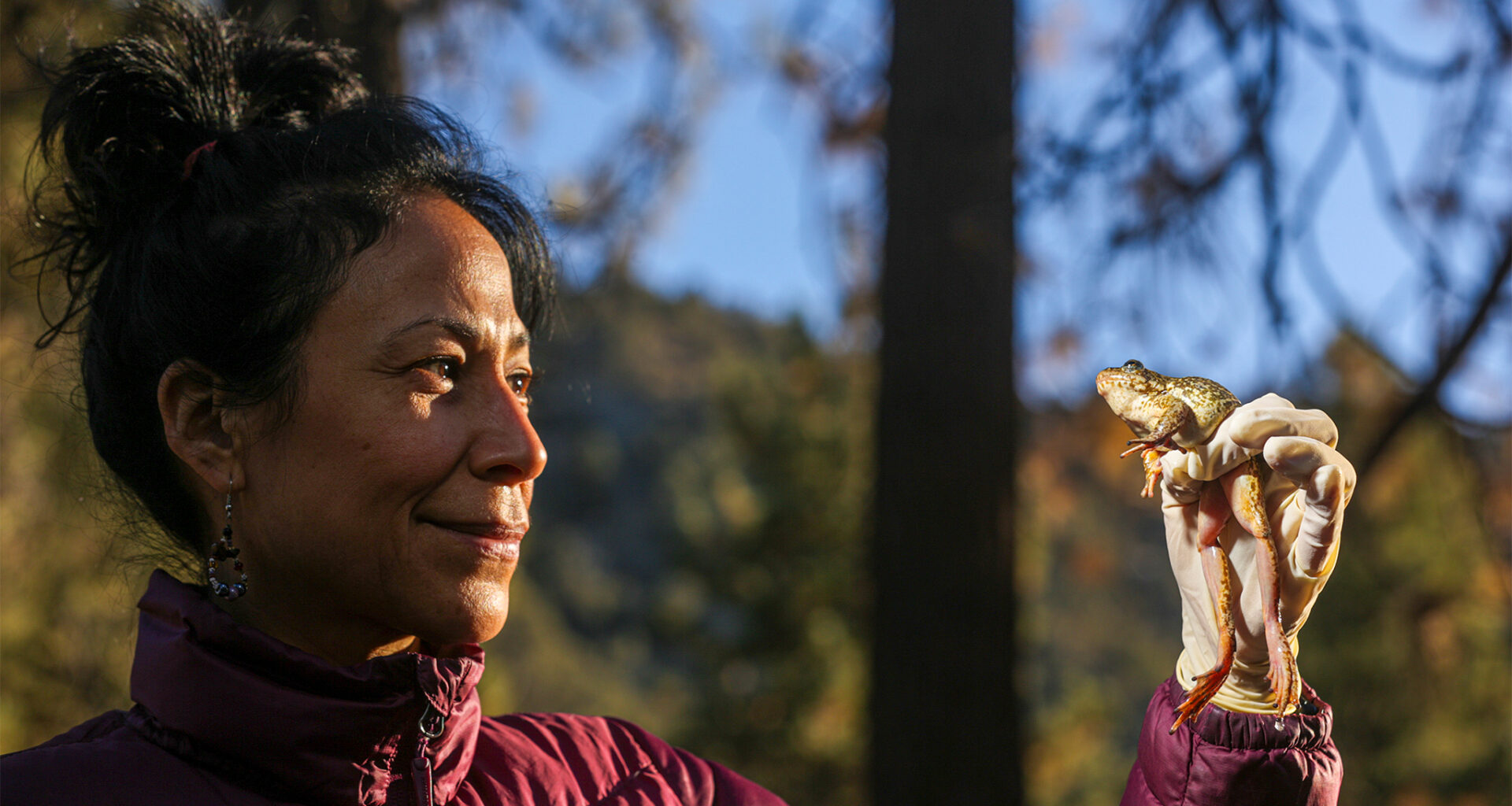 Endangered frogs have cut a famous Calif. trail in two for 20 years