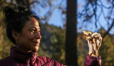 Endangered frogs have cut a famous Calif. trail in two for 20 years