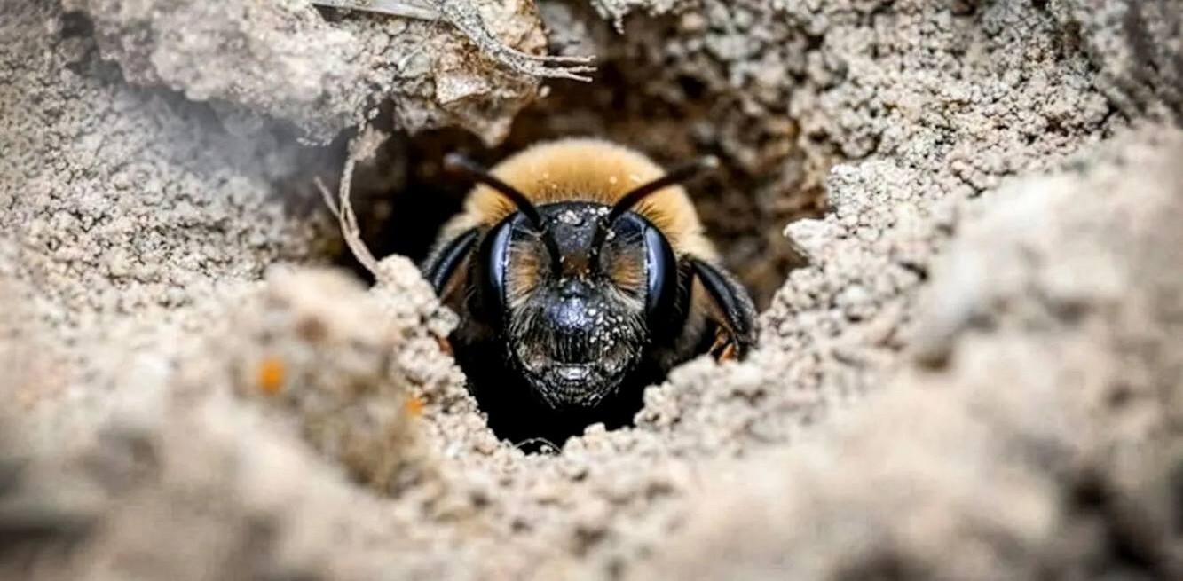 A New York Cemetery Was Hiding Over 5 Million Burrowing Bees, One of the World's Largest Concentrations