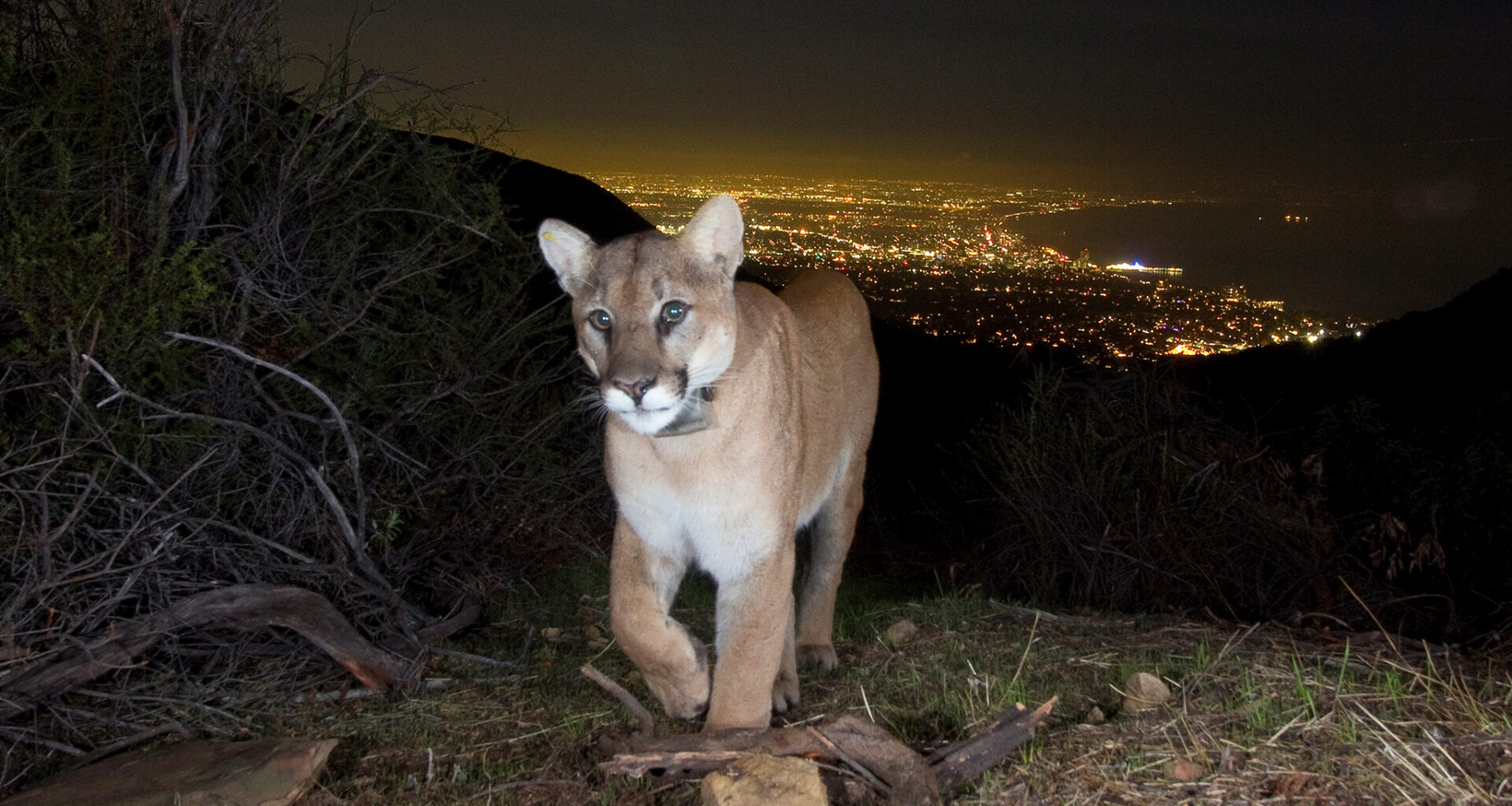 2 Calif. mountain lions killed by traffic along notorious LA roads