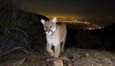 2 Calif. mountain lions killed by traffic along notorious LA roads