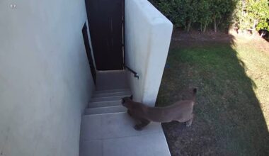 Mountain lion spotted in Santa Monica leads to street closures; residents told to remain indoors
