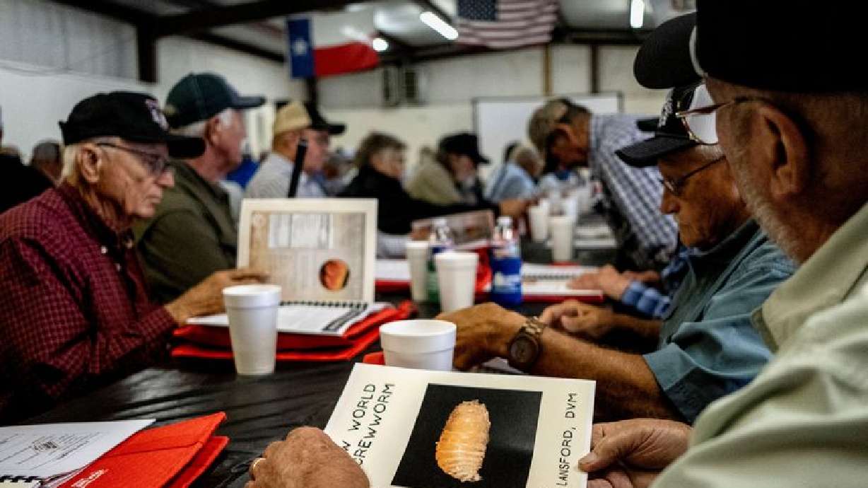 Flesh-eating screwworm found within 31 miles of US border, says USDA