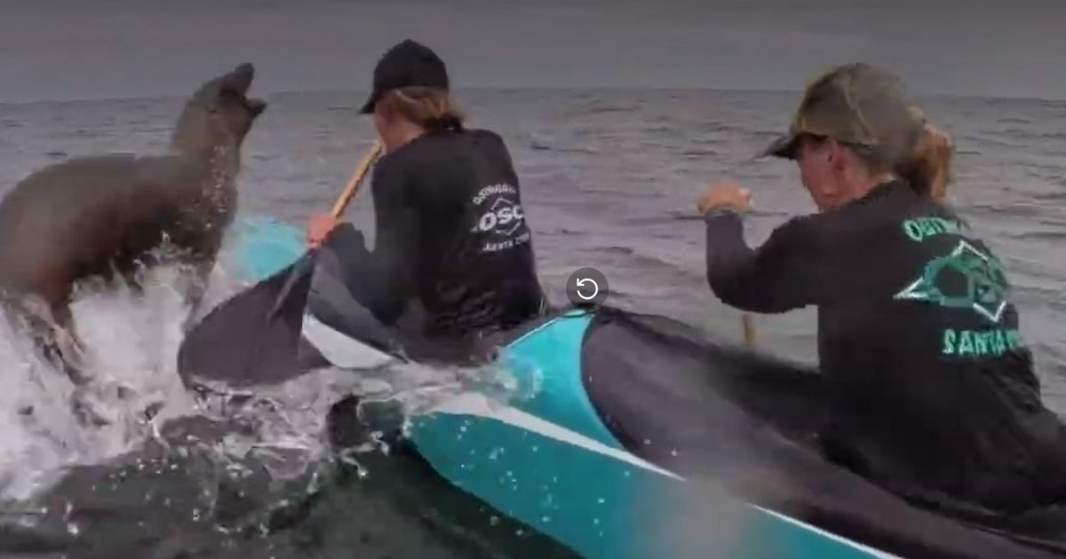 Video: Sea lion leaps into canoe during Monterey Bay race