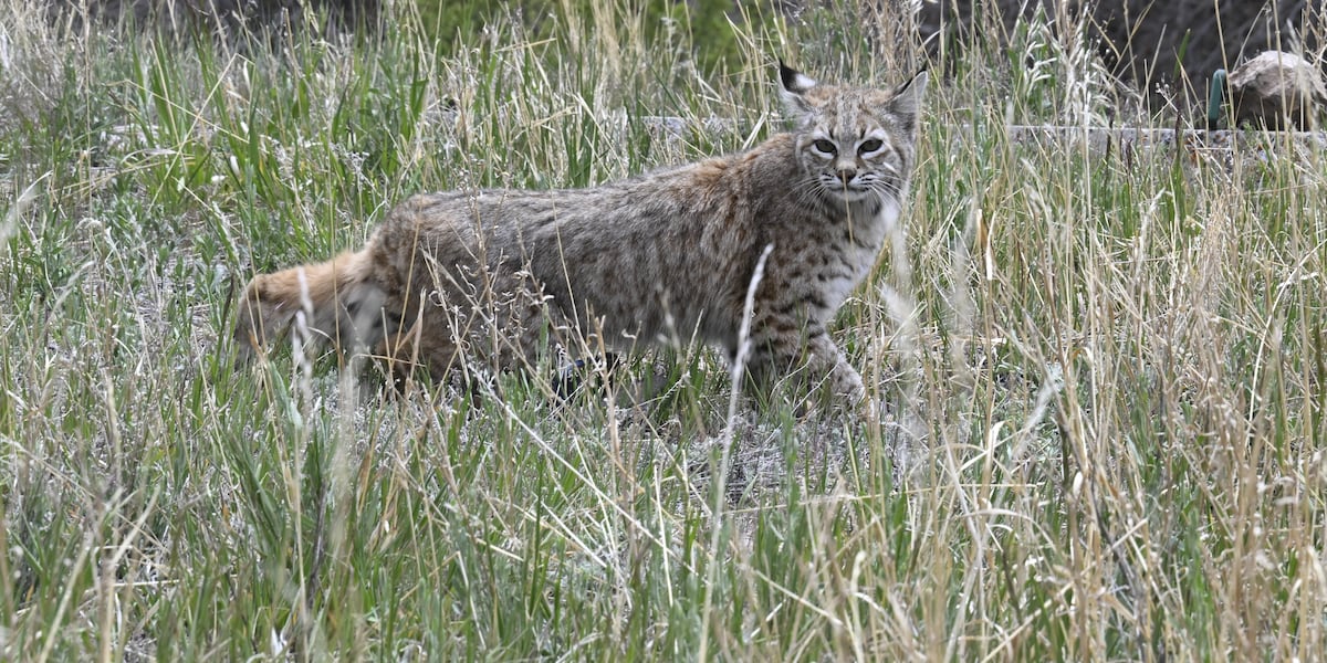 Bobcat released back into the Wild in the San Luis Valley