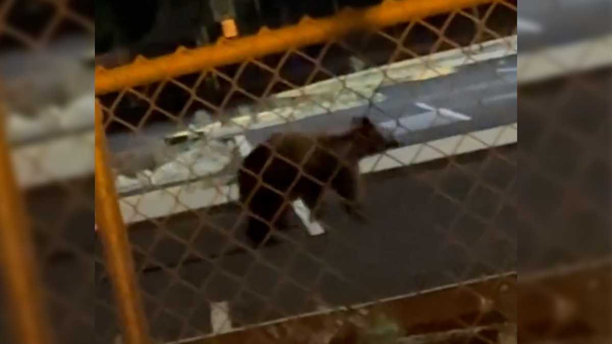 Bear sighting at Cibola High School in Albuquerque