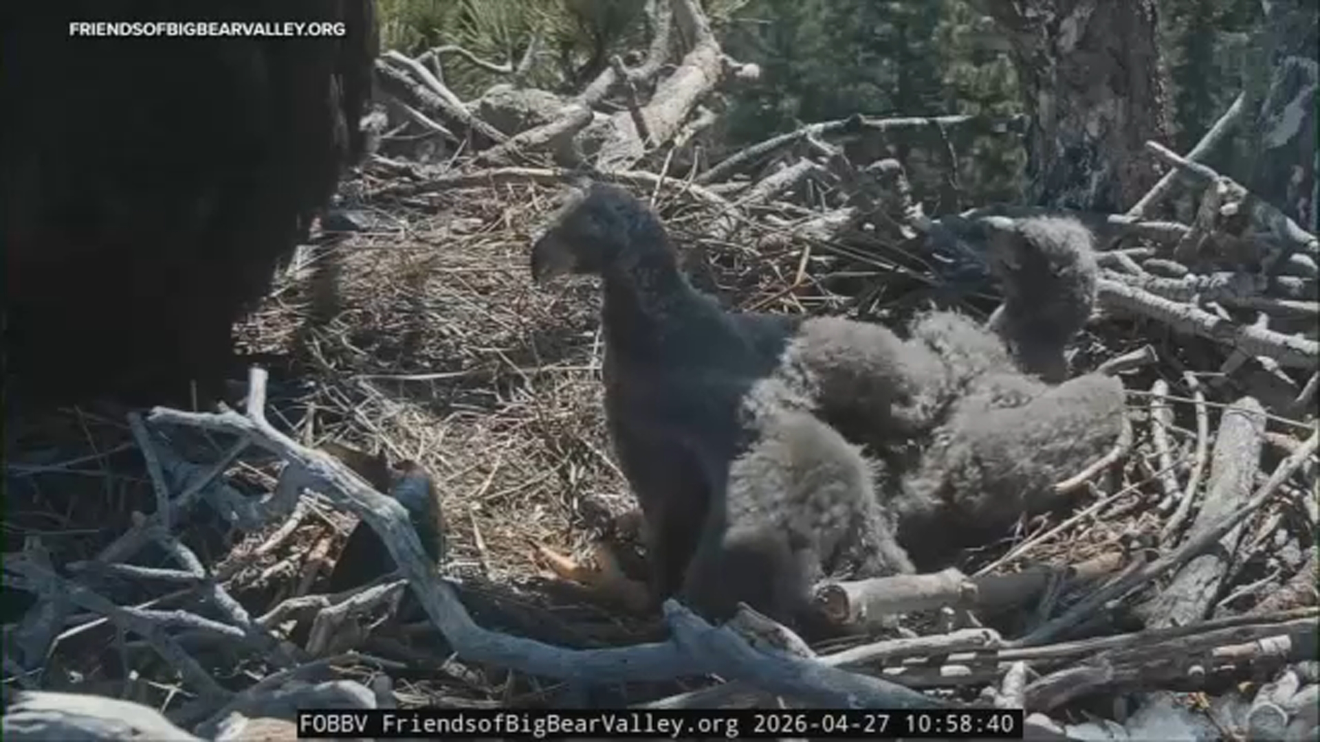 Big Bear eaglets officially have names: Sandy and Luna