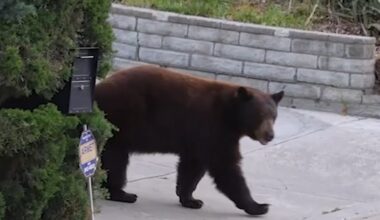 Bear chases chickens, frightens neighbors in Shadow Hills