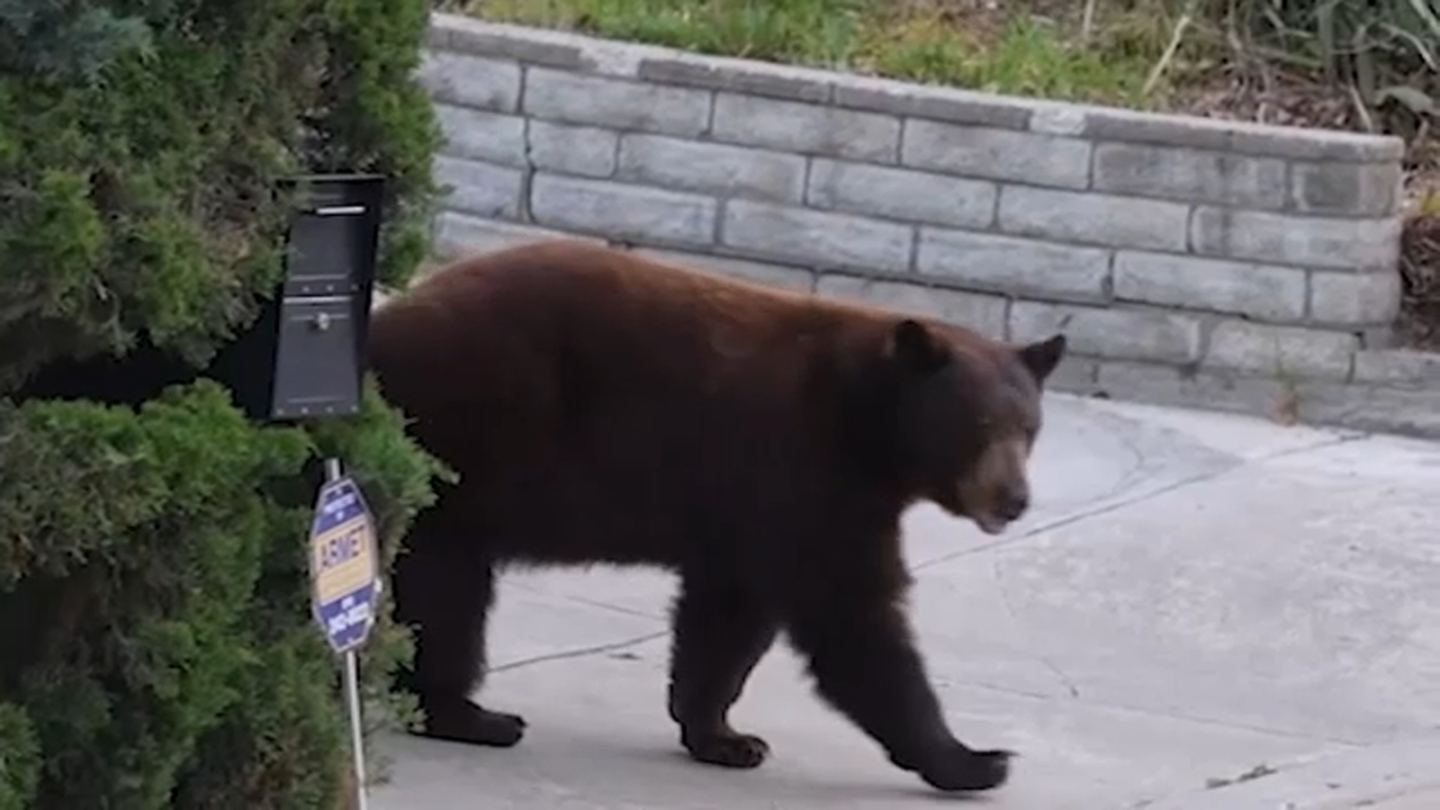 Bear chases chickens, frightens neighbors in Shadow Hills