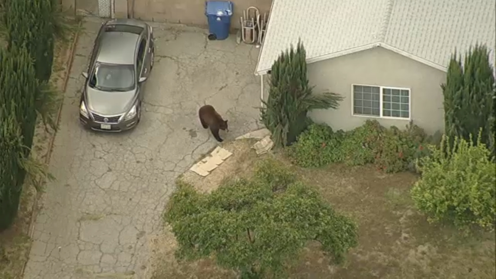 Large bear spotted roaming through Pacoima in San Fernando Valley