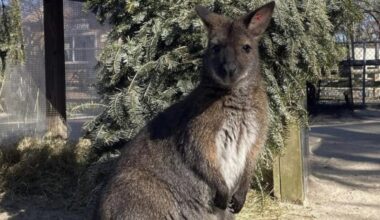 Wallaby that escaped in Cape May County, New Jersey, has been safely recovered