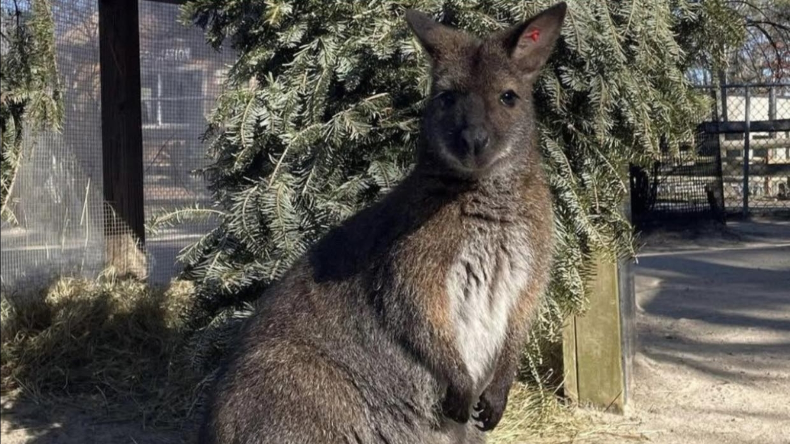 Wallaby that escaped in Cape May County, New Jersey, has been safely recovered
