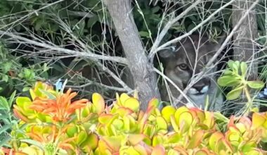 Mountain lion spotted in Pasadena backyard near schools and park