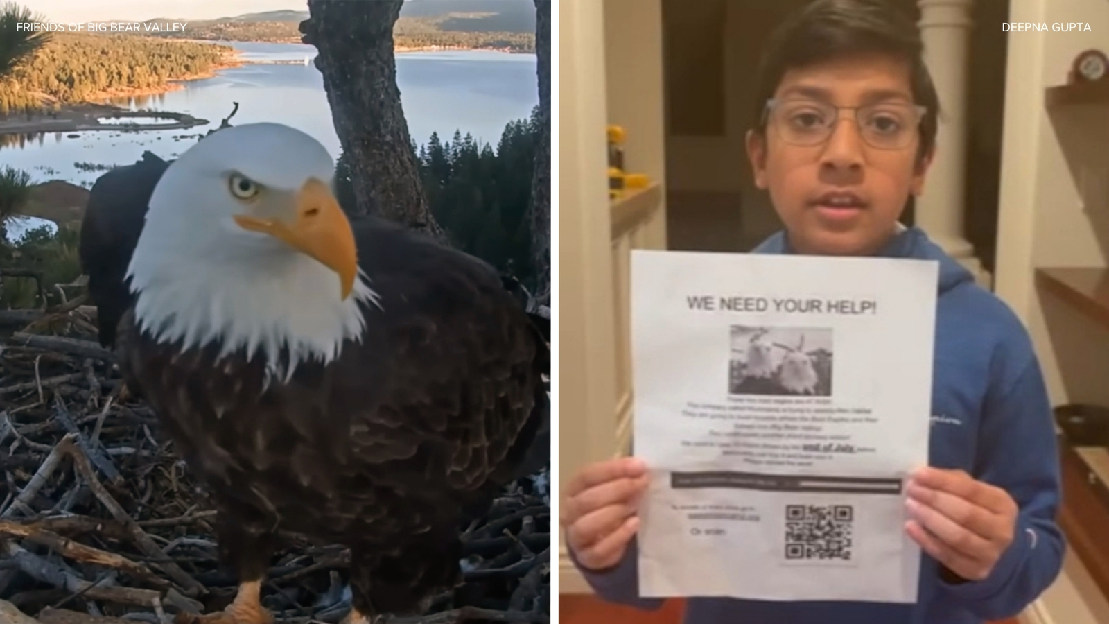 California students hold fundraisers to save Jackie and Shadow bald eagle habitat in Big Bear Valley