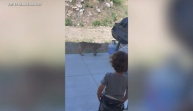 San Bernardino bobcat and toddler share encounter face-to-face in Upper Waterman Canyon, video shows