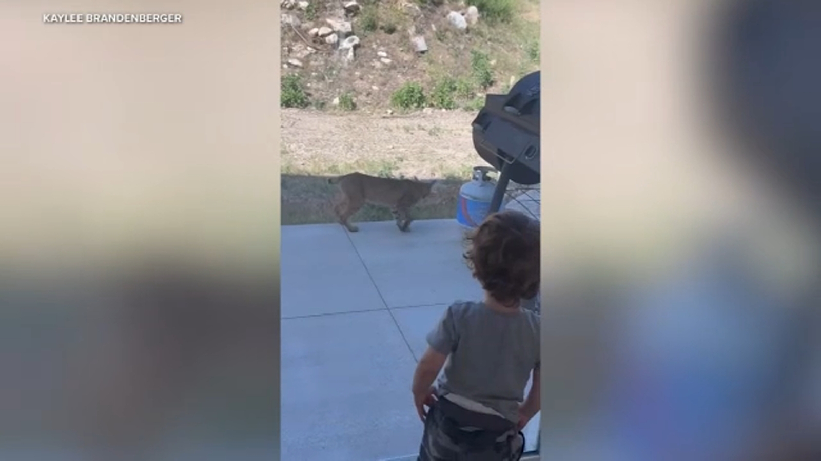 San Bernardino bobcat and toddler share encounter face-to-face in Upper Waterman Canyon, video shows