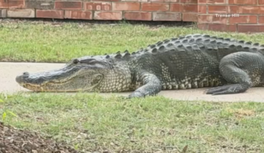 Video shows alligators roaming streets in Sienna, residents share their concern