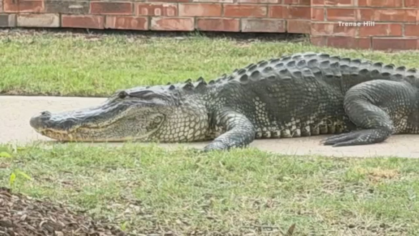 Video shows alligators roaming streets in Sienna, residents share their concern
