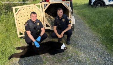 Bear captured near Lehigh County, Pennsylvania community's soccer fields