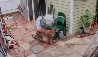 Mountain lion lounges in backyard of Pasadena home, video shows
