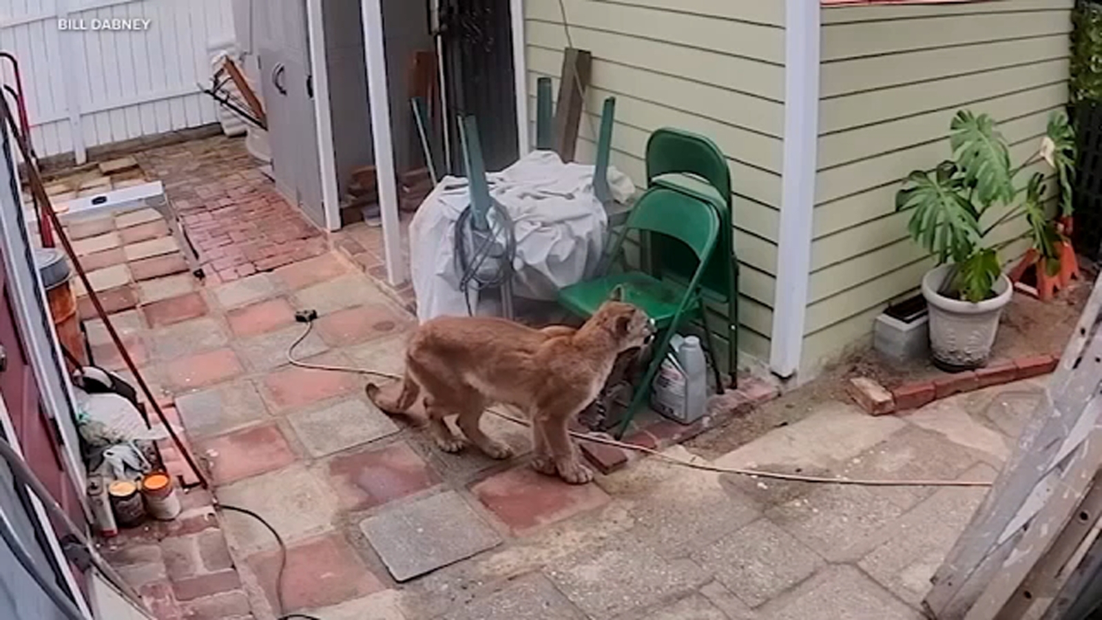 Mountain lion lounges in backyard of Pasadena home, video shows
