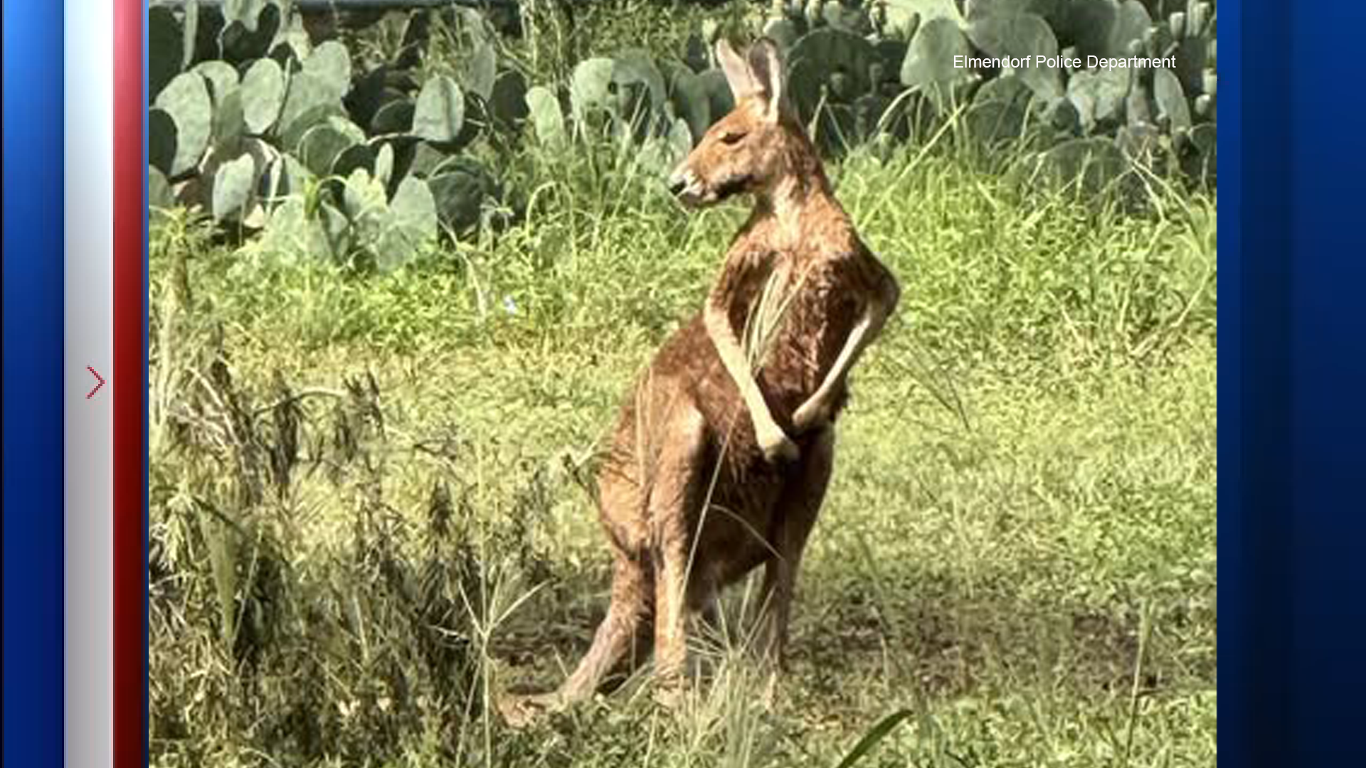 The Elmendorf Police Department shared images of the loose kangaroo on social media, showing the curious creature among weeds and cactus plants.