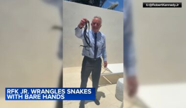 RFK Jr. snatches snakes in viral video, the latest of his many animal encounters