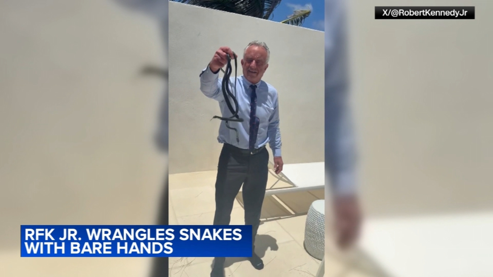 RFK Jr. snatches snakes in viral video, the latest of his many animal encounters