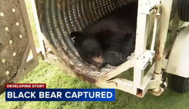 Black bear captured in Montgomery County, Pa. after days on the run