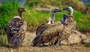 33 dead vultures found dumped along Foothills Parkway