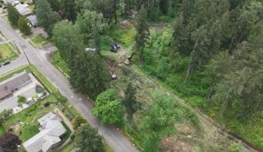 Tacoma neighbors demand investigation after trees removed near suspected bald eagle nest