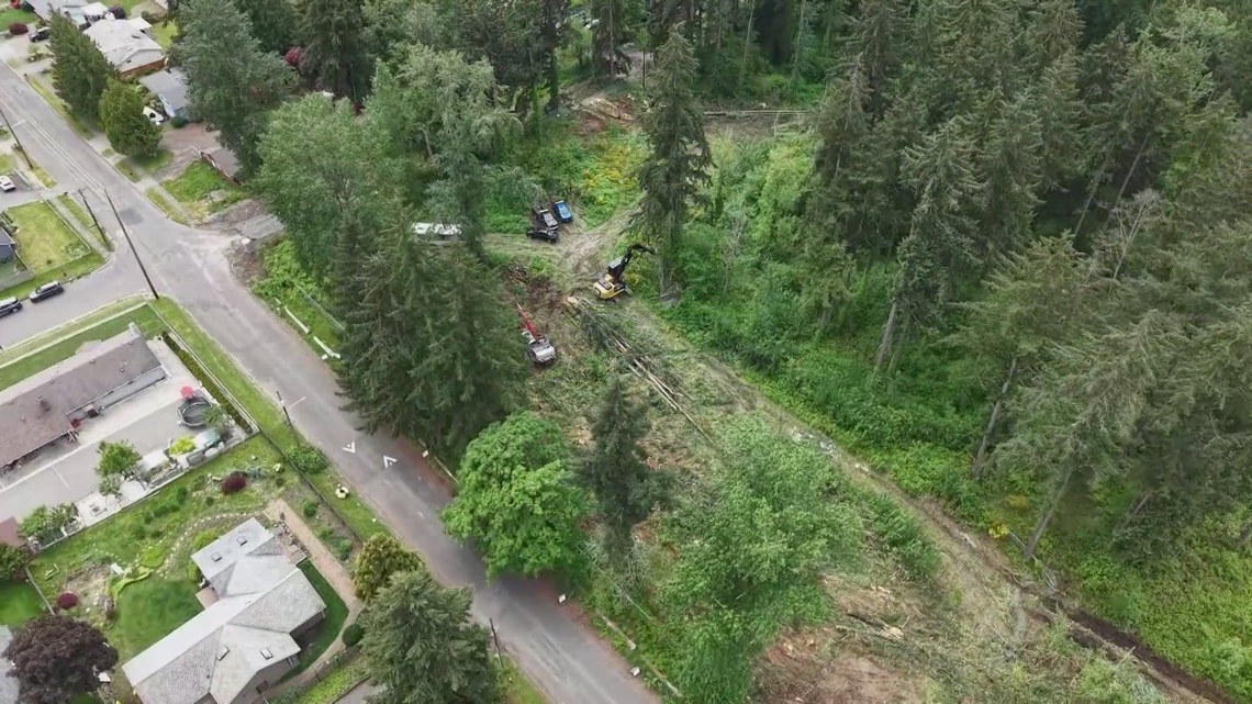 Tacoma neighbors demand investigation after trees removed near suspected bald eagle nest