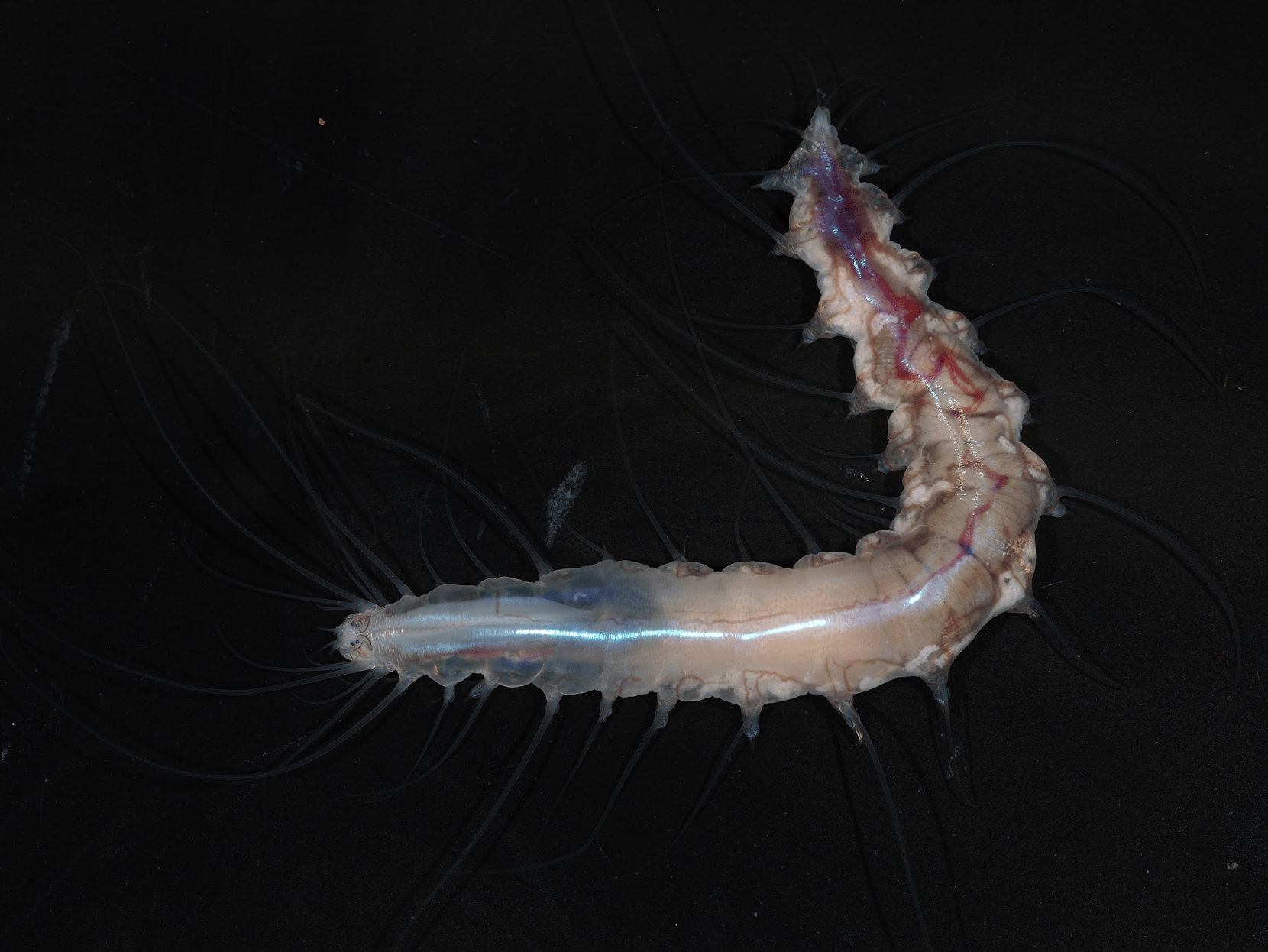 Dalhousiella yabukii, a new species of polychaete worm found in deep waters off the coast of Japan.