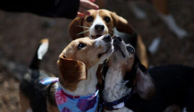 Owners of Envigo beagles meet up for a reunion in Charlottesville