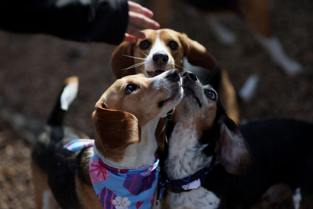 Owners of Envigo beagles meet up for a reunion in Charlottesville
