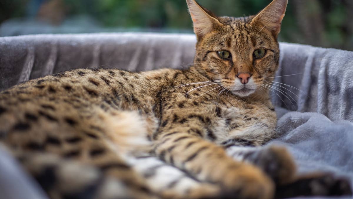 A Savannah cat sitting outside.Image via Shutterstock / Gennadiy Naumov