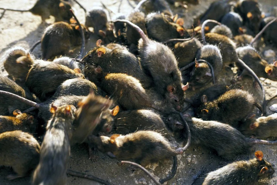 Group of ratsCredit: Getty